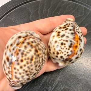 2 Large Natural Tiger Cowrie Sea Shell polished Spotted Cypraea Tigris 3.25 In